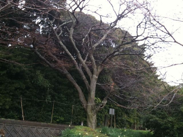 今山桜
