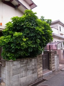 ホンコン　カポック