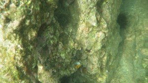 海の生物は同化しているので見つけにくい