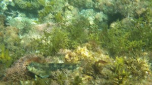 ハゼのような魚が見えますか?