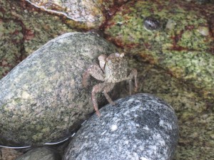 岩場にはカニがお出迎えです